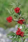 Sambucus racemosa